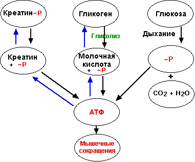 Расщепление креатина.